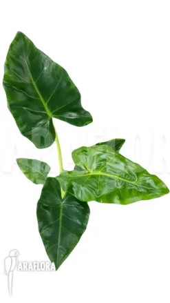 Alocasia Lutea -Green Haven Sales Store Alocasia lutea 2