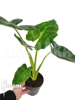 Alocasia Lutea -Green Haven Sales Store Alocasia lutea 4