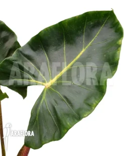 Alocasia Macrorrhizos 'New Guinea Gold' -Green Haven Sales Store Alocasia macrorrhizos New Guinea Gold 3