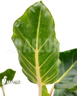 Alocasia Macrorrhizos 'New Guinea Gold' -Green Haven Sales Store Alocasia macrorrhizos New Guinea Gold 5