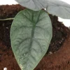 Alocasia Melo