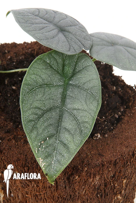 Alocasia Melo 1 Alocasia Melo