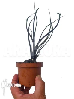 Alocasia Plumbea 'Flying Squid' -Green Haven Sales Store Alocasia plumbea flying squid 2