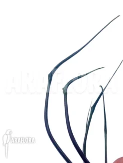 Alocasia Plumbea 'Flying Squid' -Green Haven Sales Store Alocasia plumbea flying squid 4