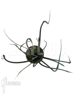 Alocasia Plumbea 'Flying Squid' -Green Haven Sales Store Alocasia plumbea flying squid 5