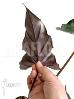 Alocasia Princeps 'Purple Cloak'