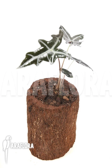 Alocasia Sanderiana Ssp Nobilis 2 Alocasia Sanderiana Ssp Nobilis - Image 2