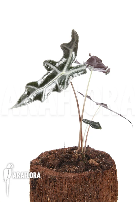 Alocasia Sanderiana Ssp Nobilis 3 Alocasia Sanderiana Ssp Nobilis - Image 3