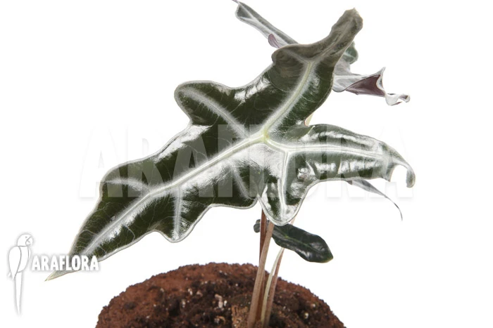 Alocasia Sanderiana Ssp Nobilis 4 Alocasia Sanderiana Ssp Nobilis - Image 4