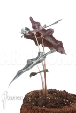 Alocasia Sanderiana Ssp Nobilis 10 Alocasia Sanderiana Ssp Nobilis -Green Haven Sales Store Alocasia sanderiana ssp nobilis 5