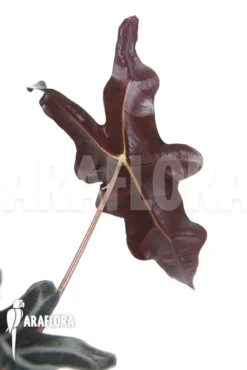 Alocasia Sanderiana Ssp Nobilis 11 Alocasia Sanderiana Ssp Nobilis -Green Haven Sales Store Alocasia sanderiana ssp nobilis 6