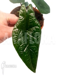 Alocasia Scalprum -Green Haven Sales Store Alocasia scalprum 5