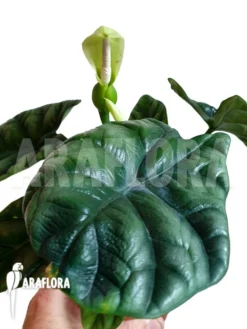 Alocasia Sinuata 'Starter'