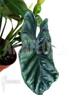 Alocasia Sinuata 'Starter' -Green Haven Sales Store Alocasia sinuata starter 3