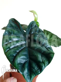 Alocasia Sinuata 'Starter' -Green Haven Sales Store Alocasia sinuata starter 5