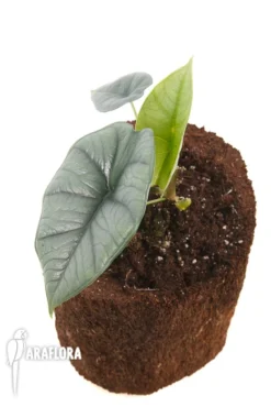 Alocasia Sp Platinum 7 Alocasia Sp Platinum -Green Haven Sales Store Alocasia sp platinum 2