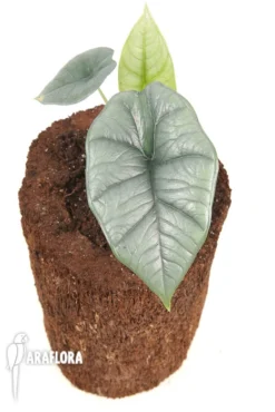 Alocasia Sp Platinum 6 Alocasia Sp Platinum -Green Haven Sales Store Alocasia sp platinum 3