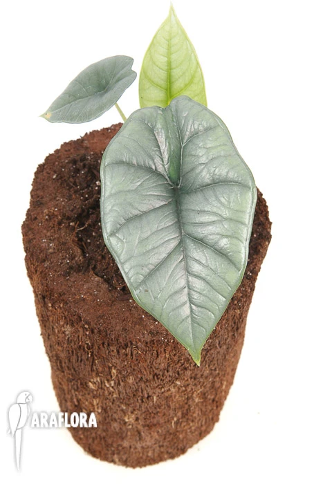 Alocasia Sp Platinum 3 Alocasia Sp Platinum - Image 3