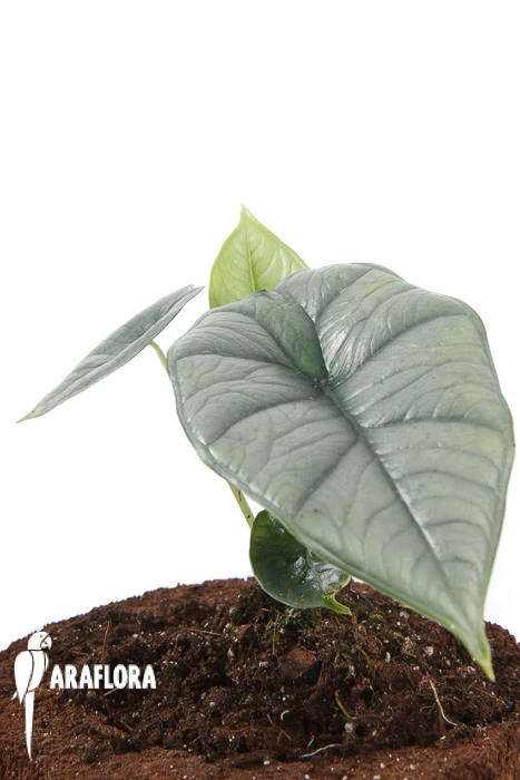 Alocasia Sp Platinum 2 Alocasia Sp Platinum - Image 2