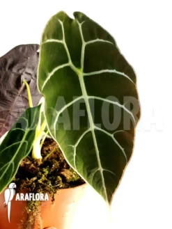 Alocasia Watsoniana