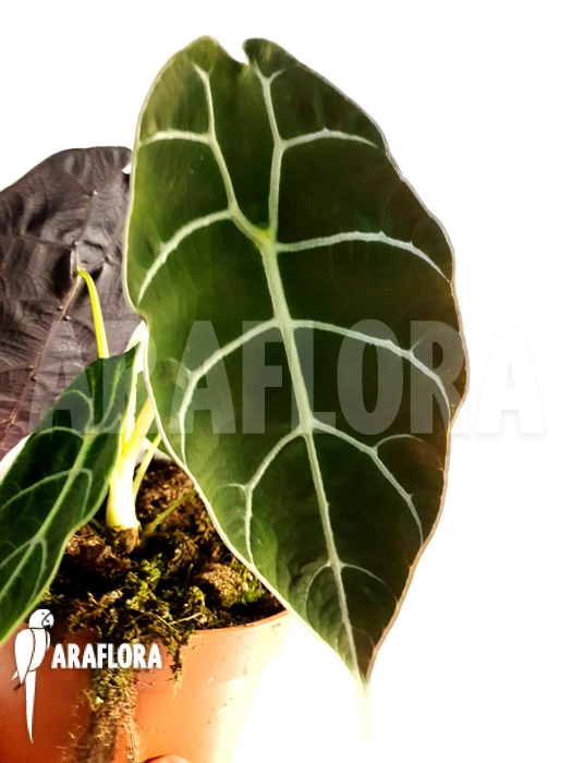 Alocasia Watsoniana 1 Alocasia Watsoniana