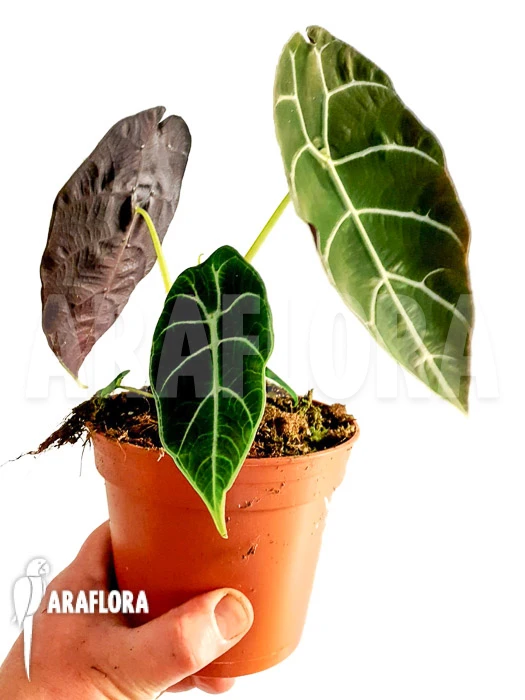 Alocasia Watsoniana 2 Alocasia Watsoniana - Image 2