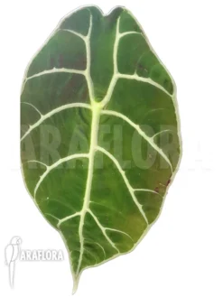 Alocasia Watsoniana 5 Alocasia Watsoniana -Green Haven Sales Store Alocasia watsoniana 3