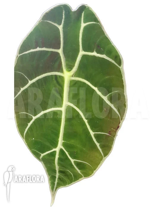 Alocasia Watsoniana 3 Alocasia Watsoniana - Image 3