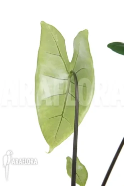 Alocasia Zebrina 'Black Zebrina'