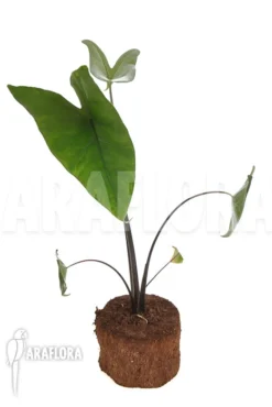 Alocasia Zebrina 'Black Zebrina' -Green Haven Sales Store Alocasia zebrina black zebrina 2