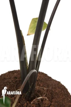 Alocasia Zebrina 'Black Zebrina' -Green Haven Sales Store Alocasia zebrina black zebrina 3