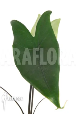 Alocasia Zebrina 'Black Zebrina' -Green Haven Sales Store Alocasia zebrina black zebrina 4