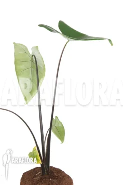 Alocasia Zebrina 'Black Zebrina' -Green Haven Sales Store Alocasia zebrina black zebrina 5