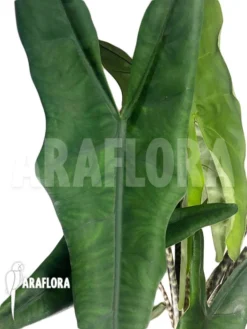 Alocasia Zebrina 'Tigrina Superba' -Green Haven Sales Store Alocasia zebrina tigrina superba 4