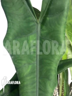 Alocasia Zebrina 'Tigrina Superba' -Green Haven Sales Store Alocasia zebrina tigrina superba 6