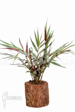 Alpinia Luteocarpa -Green Haven Sales Store Alpinia luteocarpa 2