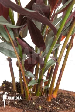 Alpinia Luteocarpa -Green Haven Sales Store Alpinia luteocarpa 3