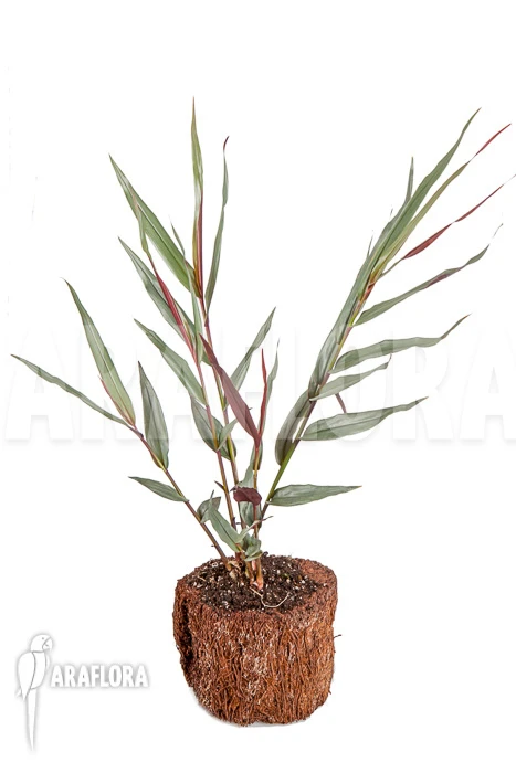 Alpinia Luteocarpa 'S' 4 Alpinia Luteocarpa 'S' - Image 4