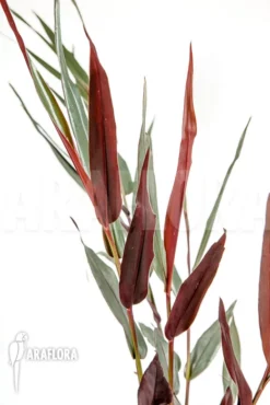 Alpinia Luteocarpa 'S' 8 Alpinia Luteocarpa 'S' -Green Haven Sales Store Alpinia luteocarpa S 5