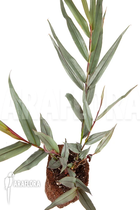 Alpinia Luteocarpa 'S' 2 Alpinia Luteocarpa 'S' - Image 2