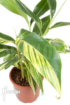 Alpinia Zerumbet 'variegata'