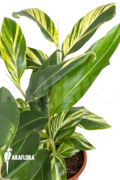 Alpinia Zerumbet 'variegata' -Green Haven Sales Store Alpinia zerumbet variegata 3