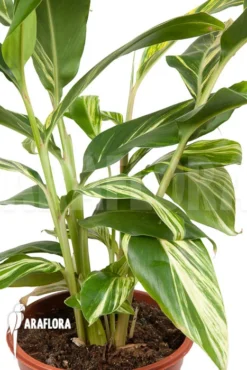 Alpinia Zerumbet 'variegata' -Green Haven Sales Store Alpinia zerumbet variegata 4