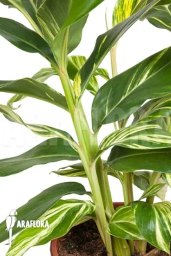 Alpinia Zerumbet 'variegata' -Green Haven Sales Store Alpinia zerumbet variegata 5