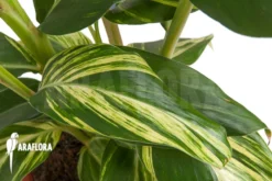 Alpinia Zerumbet 'variegata' -Green Haven Sales Store Alpinia zerumbet variegata 6