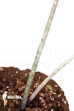 Amorphophallus Asper -Green Haven Sales Store Amorphophallus asper 3