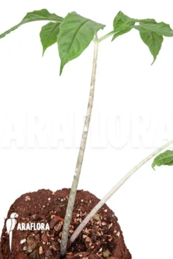Amorphophallus Asper -Green Haven Sales Store Amorphophallus asper 4