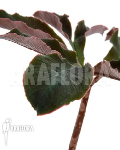 Amorphophallus Atroviridis