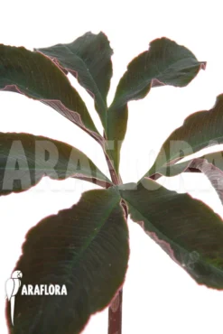 Amorphophallus Atroviridis -Green Haven Sales Store Amorphophallus atroviridis 3