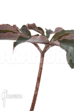 Amorphophallus Atroviridis -Green Haven Sales Store Amorphophallus atroviridis 4